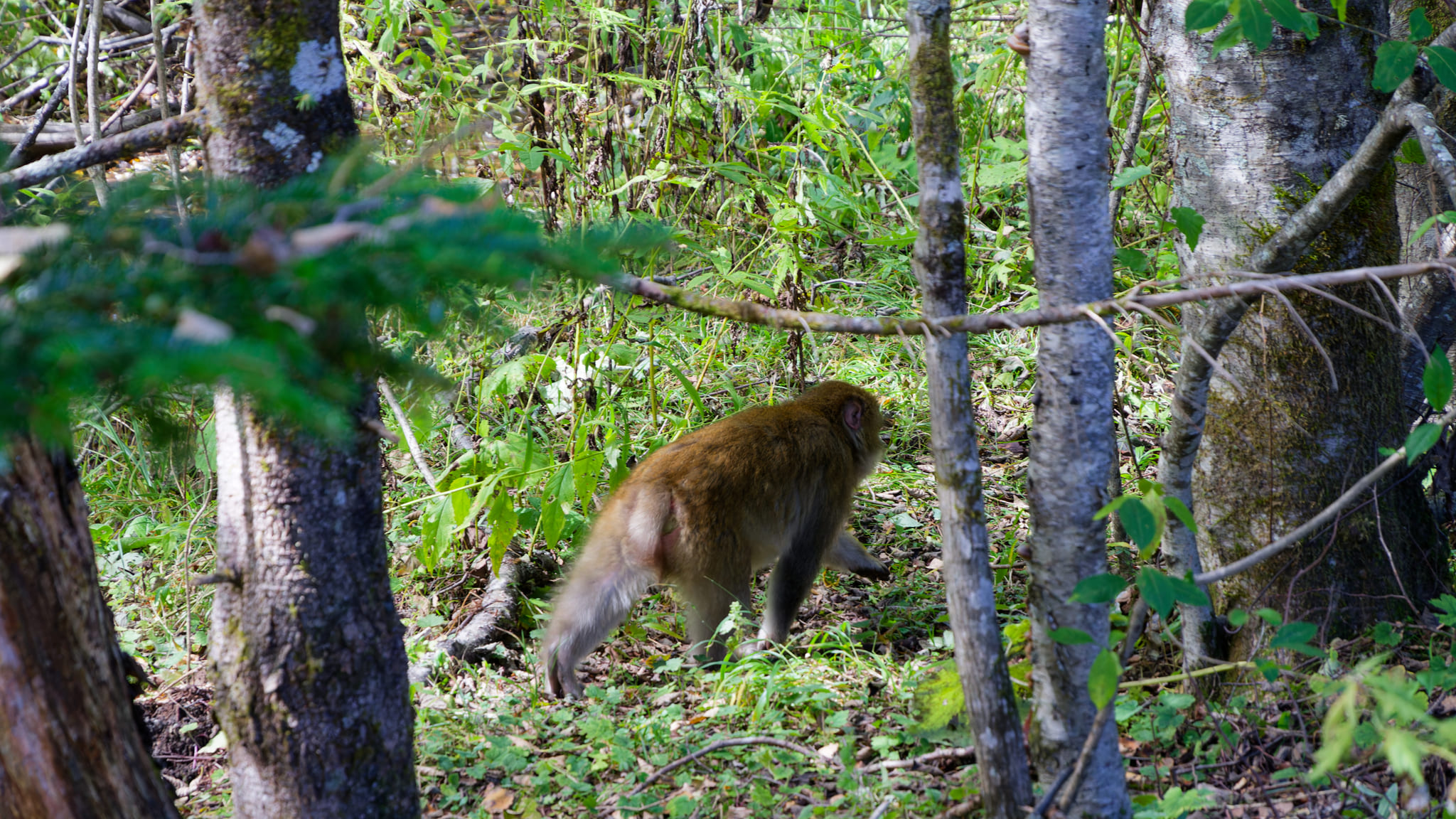 05-Alpes Japonaises (7).jpg